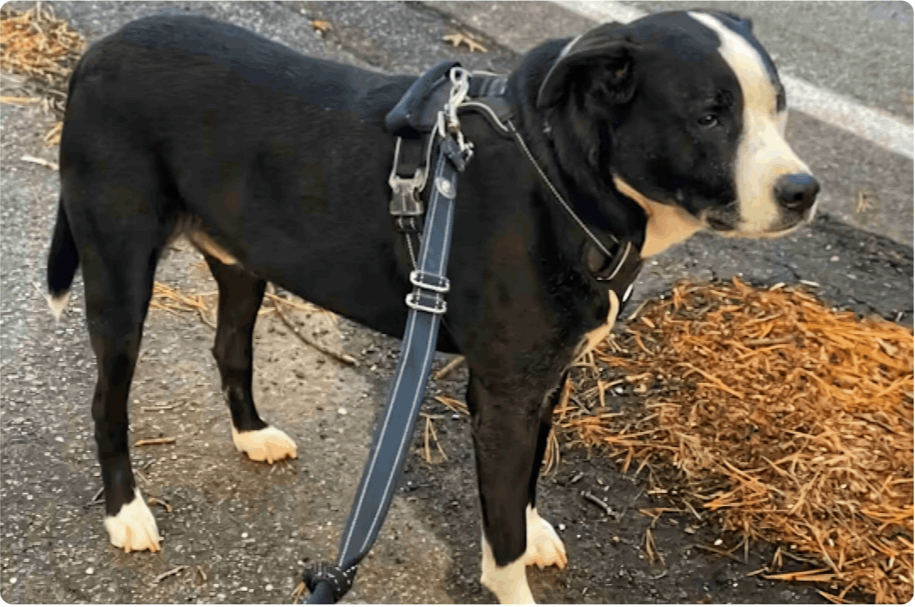 Pawsafe Harness
